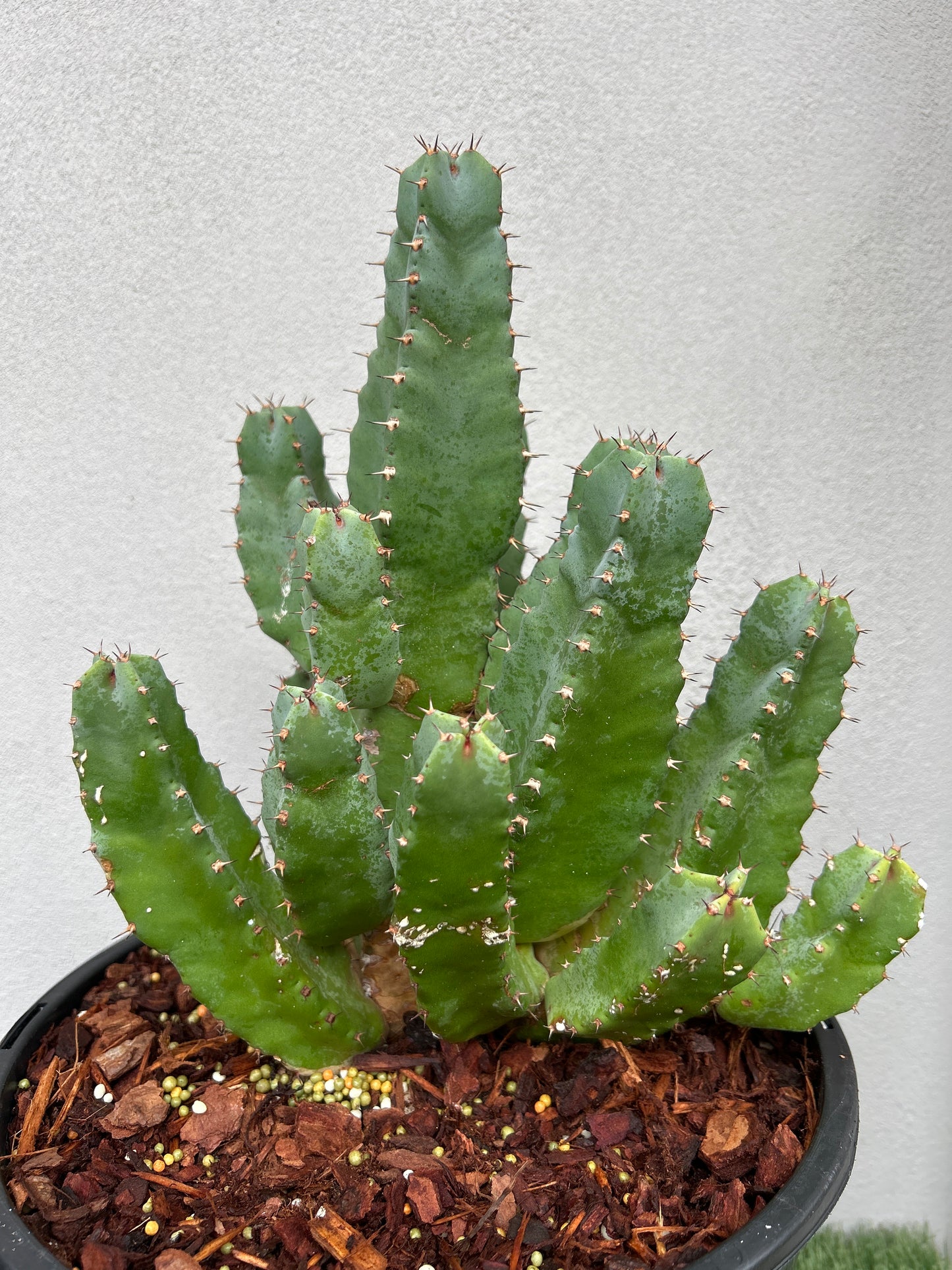 Euphorbia resinifera - Moroccan Mound -Large