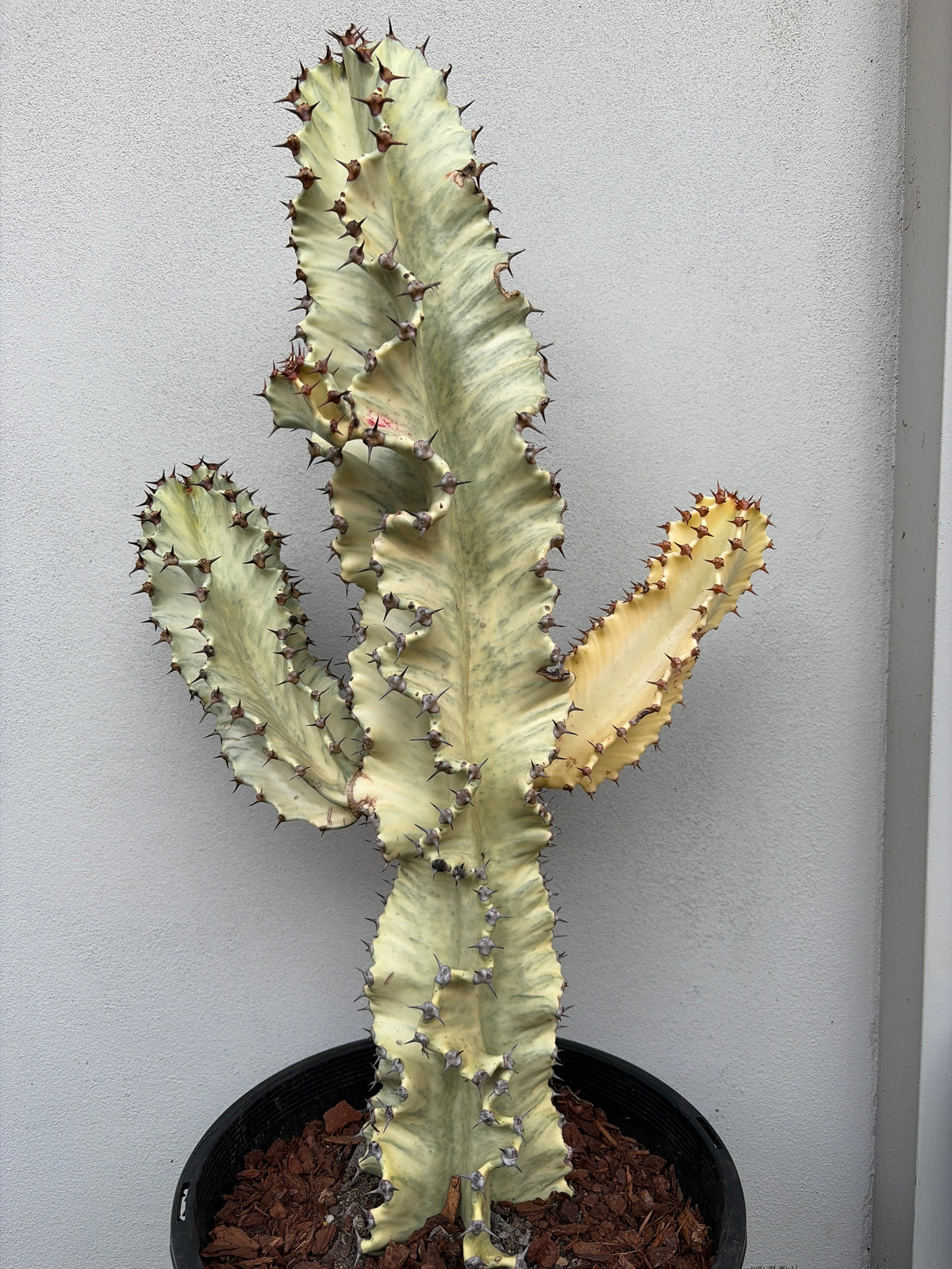 Euphorbia Ammak 3 arms.