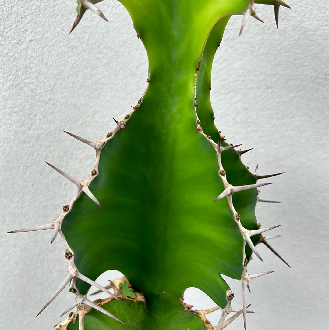 Cow Horn Cactus 2