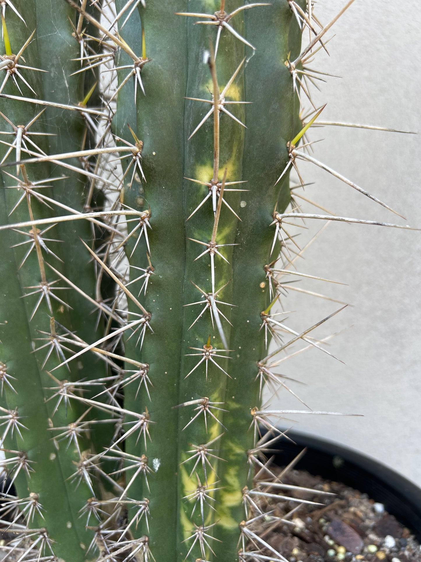 Hybrid Cactus Double