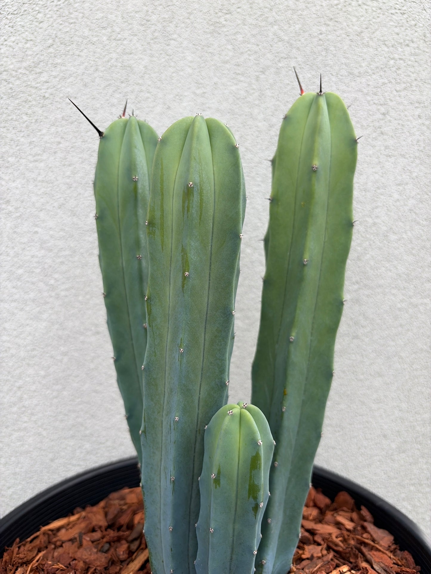 Myrtillocactus geometrizans (Blue Myrtle Cactus)