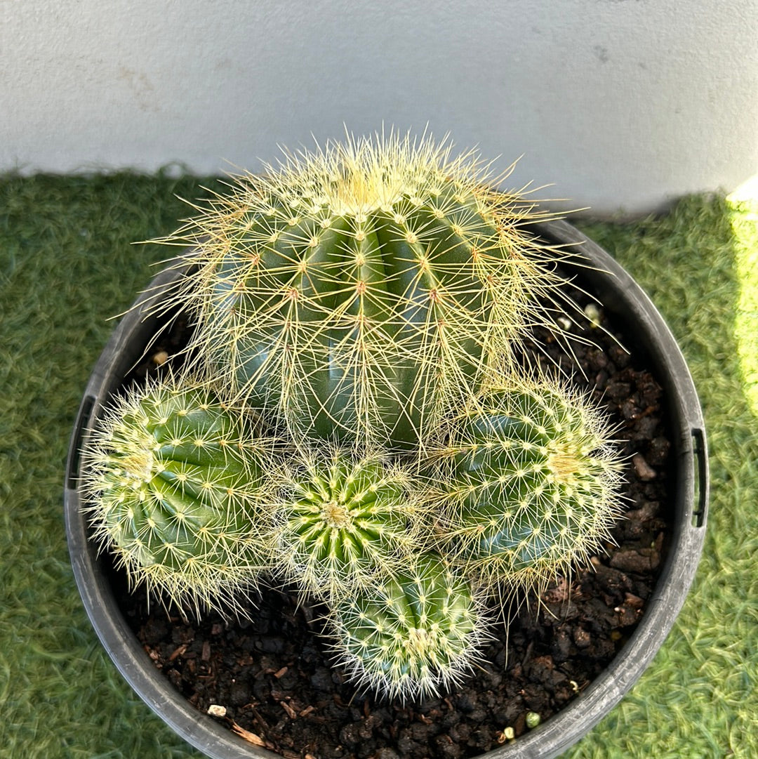 PARODIA WARASII