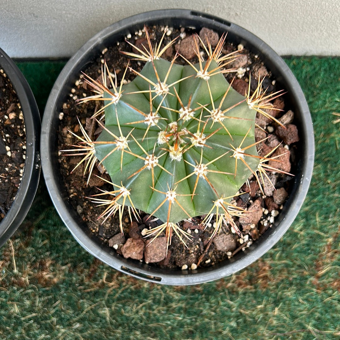 Melocactus Concinnus