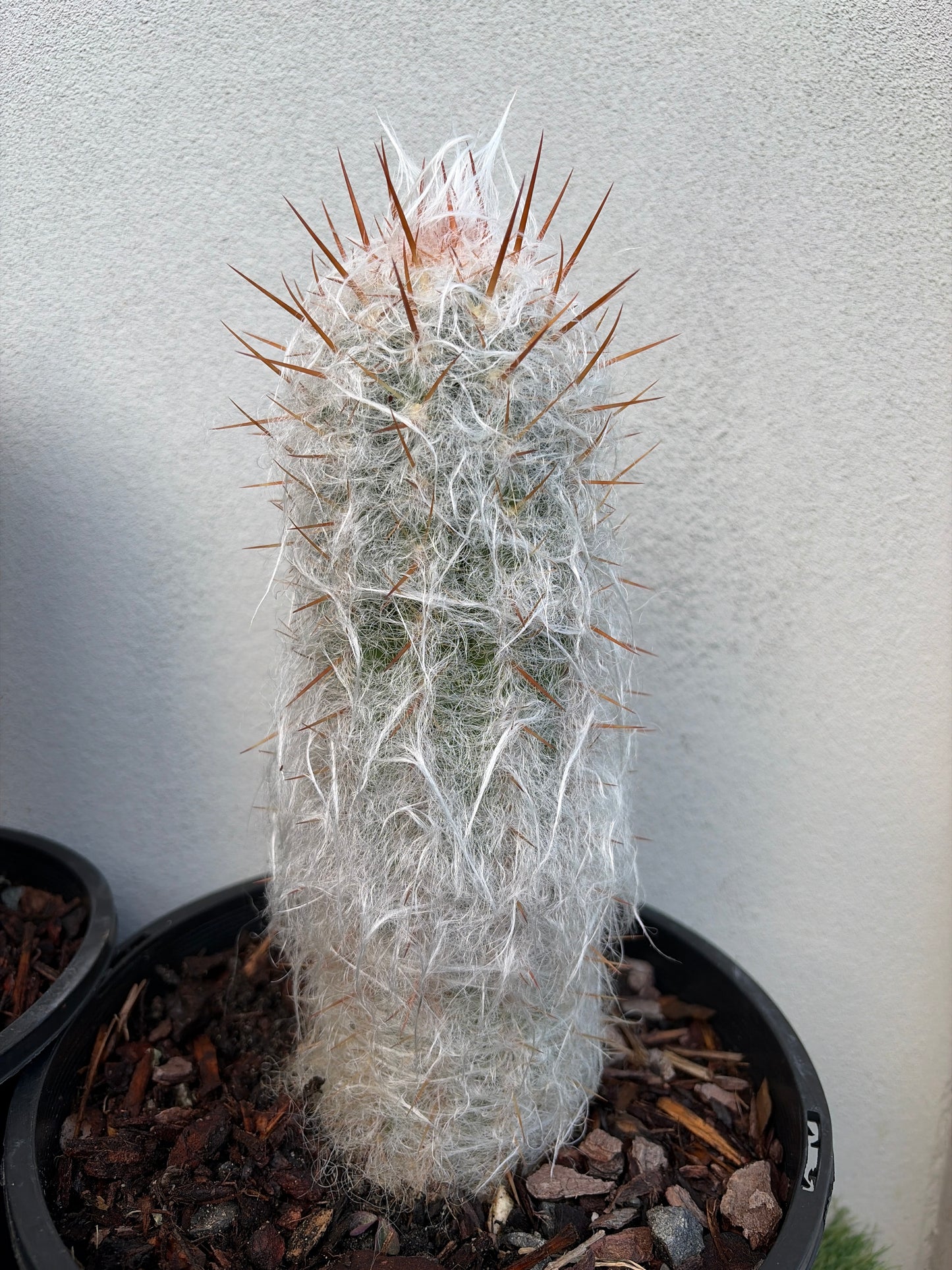 Old man cactus