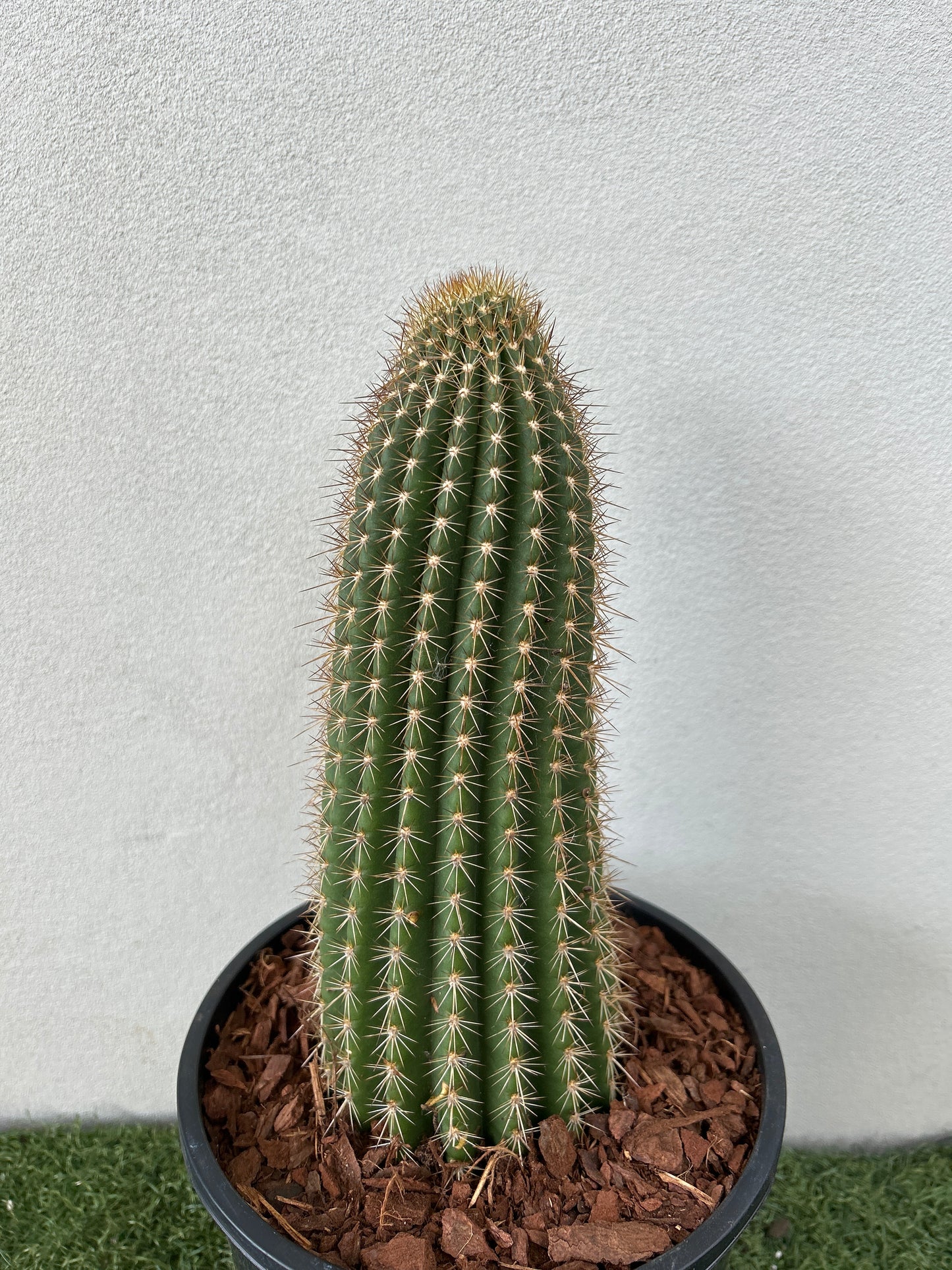 Echinopsis schickendantzii