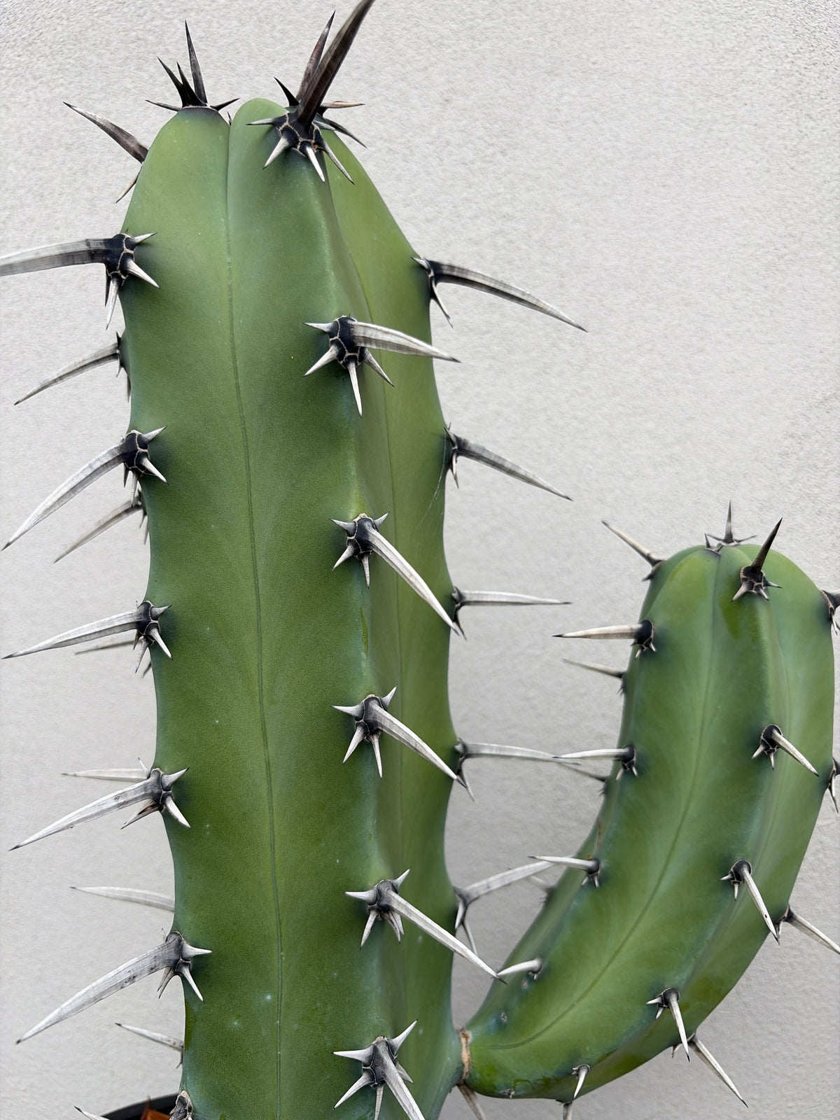 Myrtillocactus