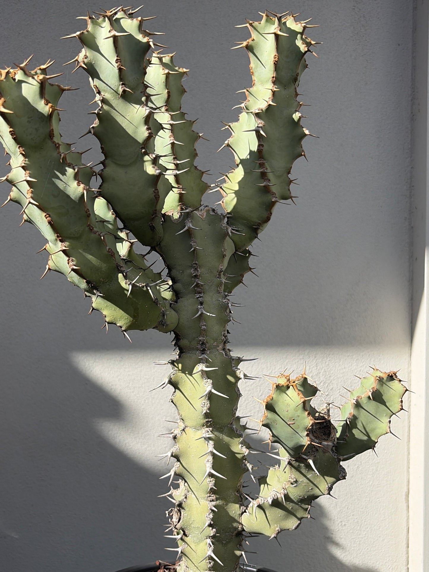 Euphorbia ceorulescens