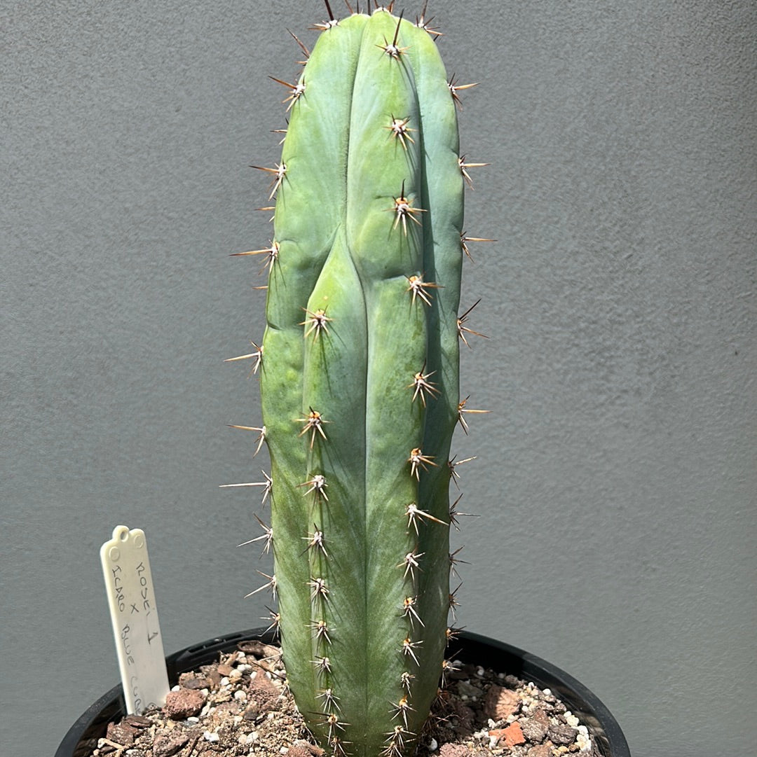 Rosei 1 Cactus