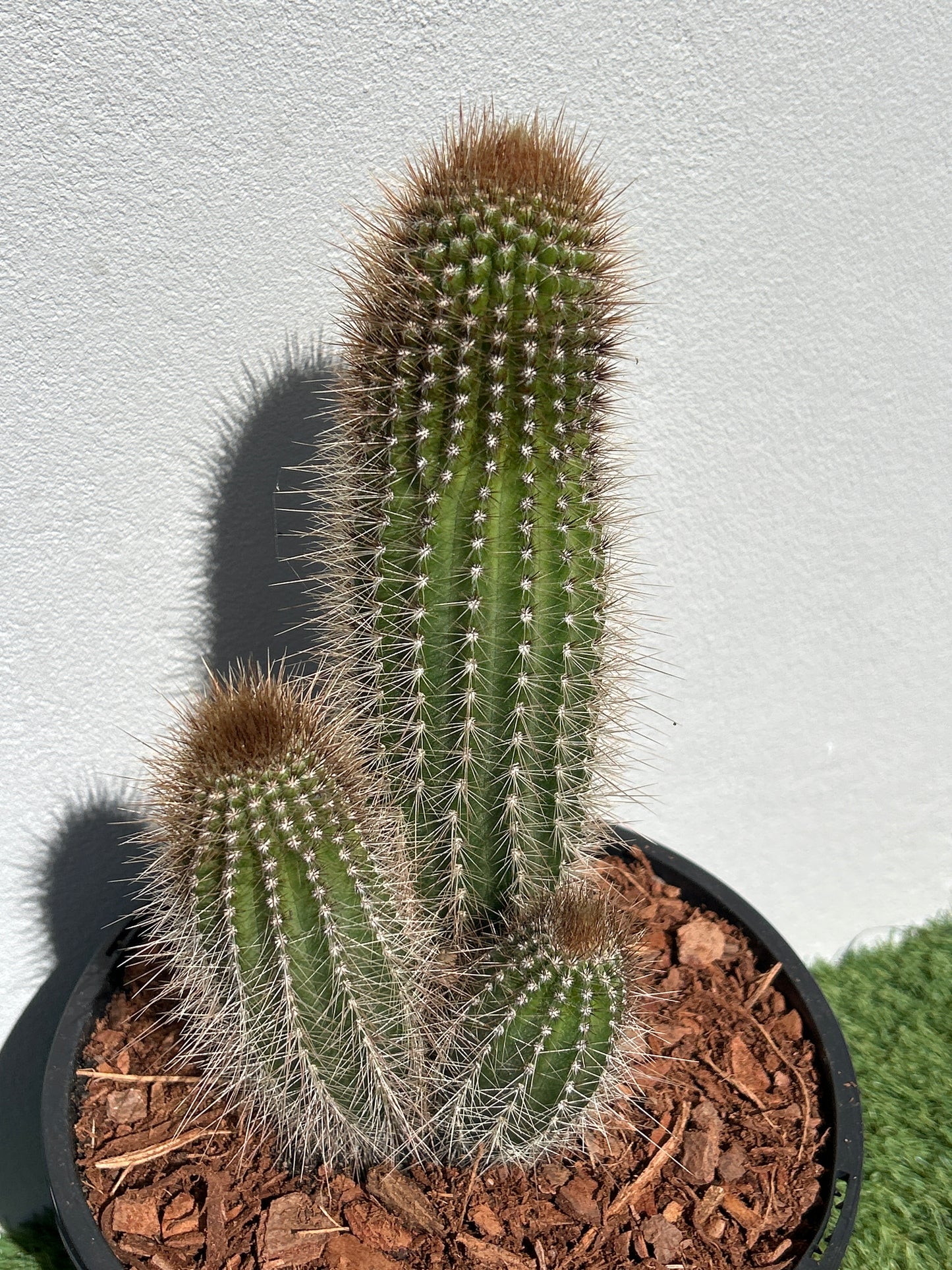 Stephanocereus Cactus Cluster