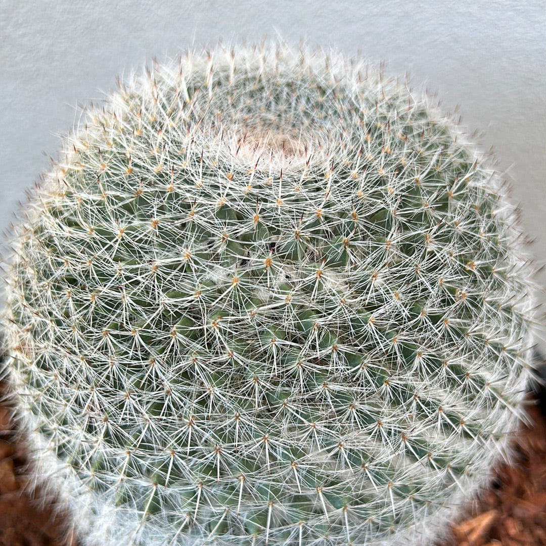 Mammillaria