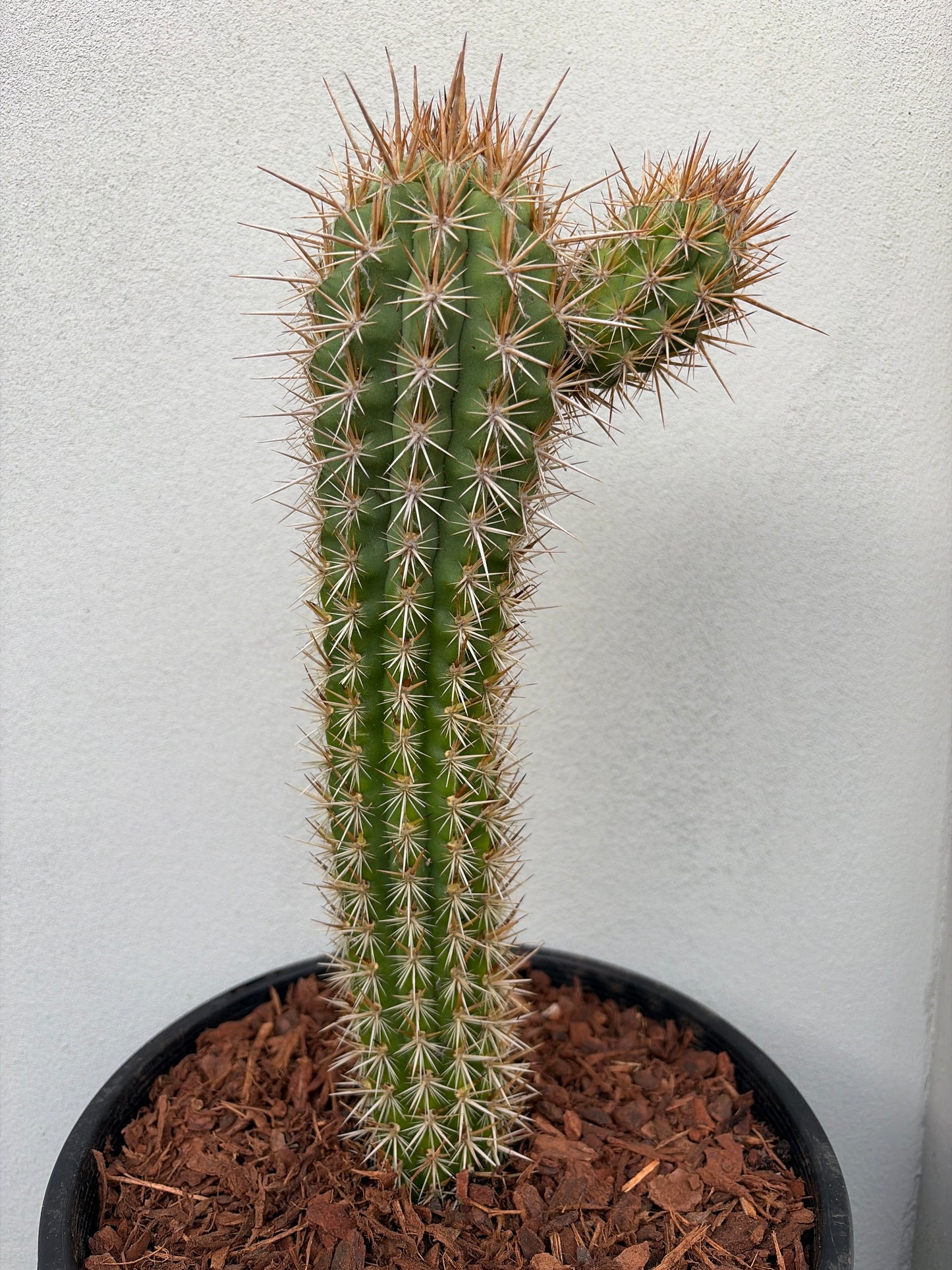 Pilocereus gounellei Cactus