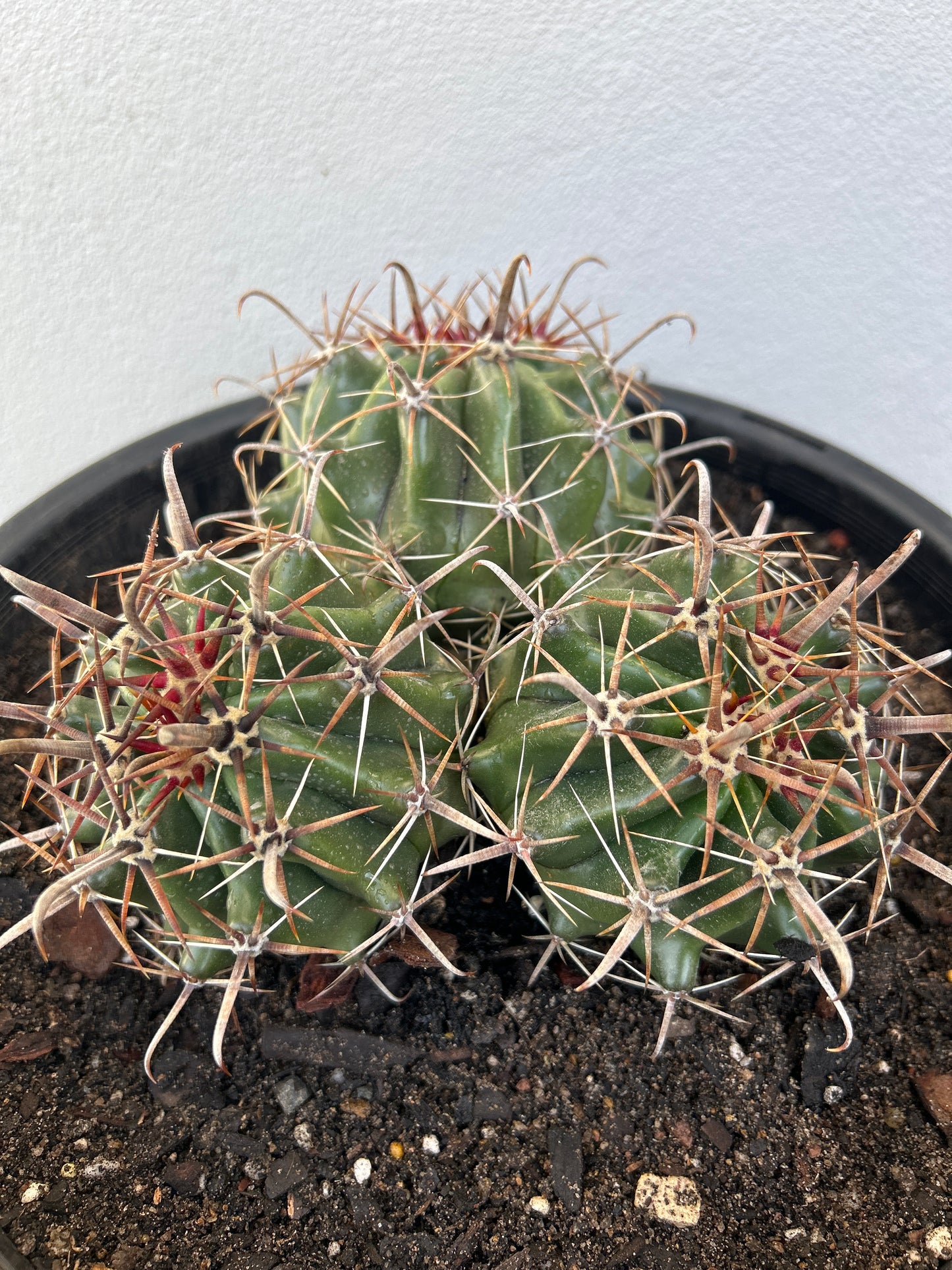 Ferocactus Latispinus Cluster