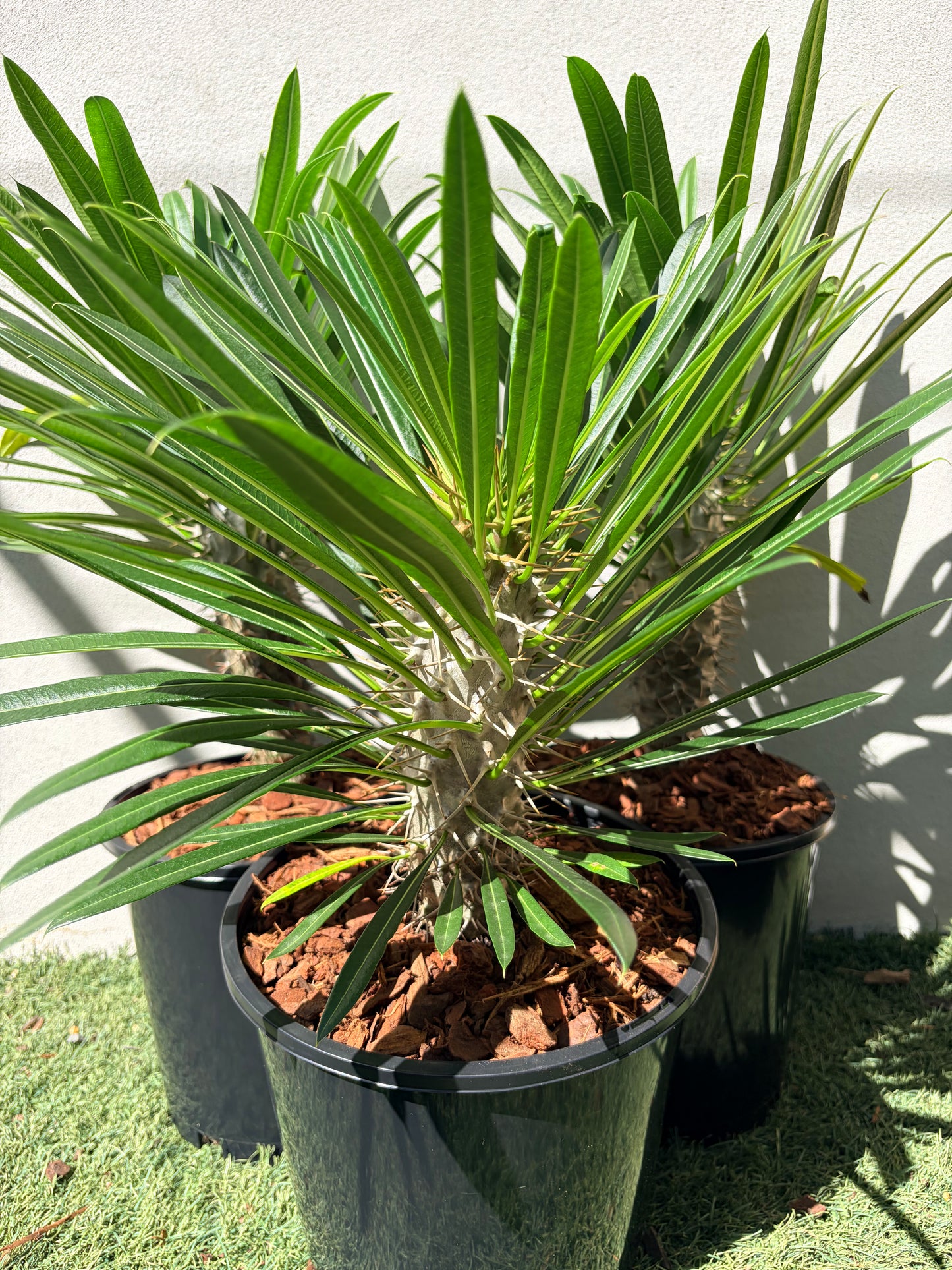 Madagascar Palm Small
