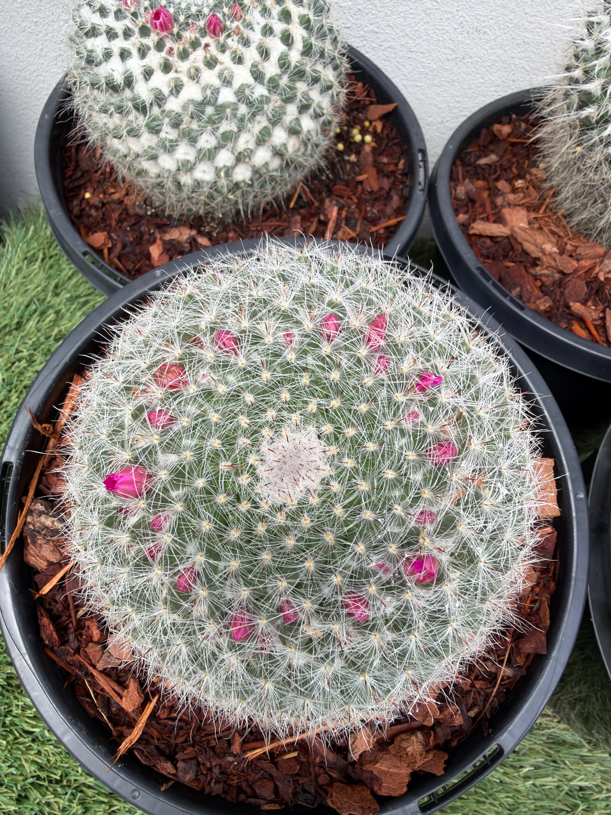Mamillaria Cactus