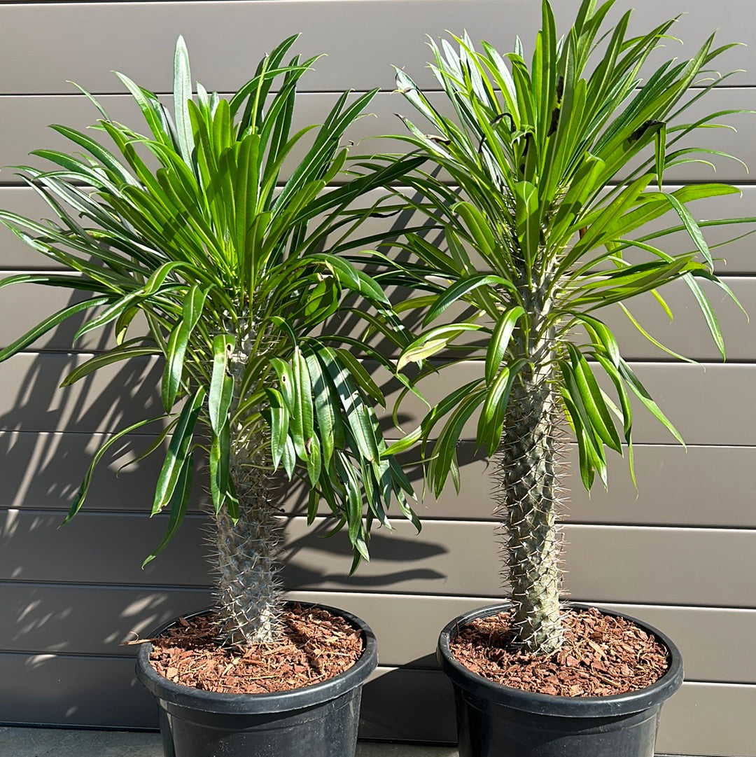 Madagascar Palm - Large