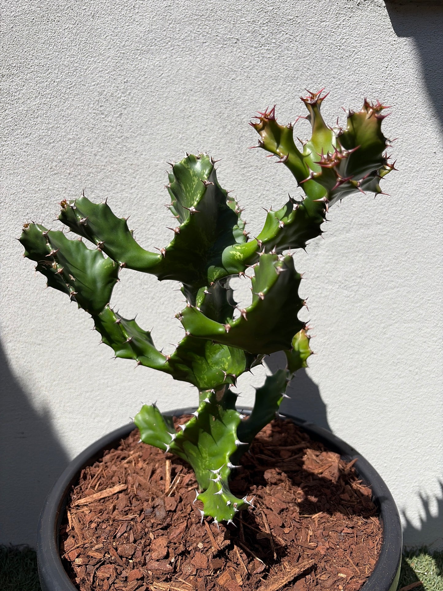 Spiral Euphorbia