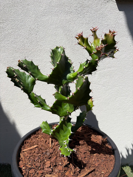Spiral Euphorbia