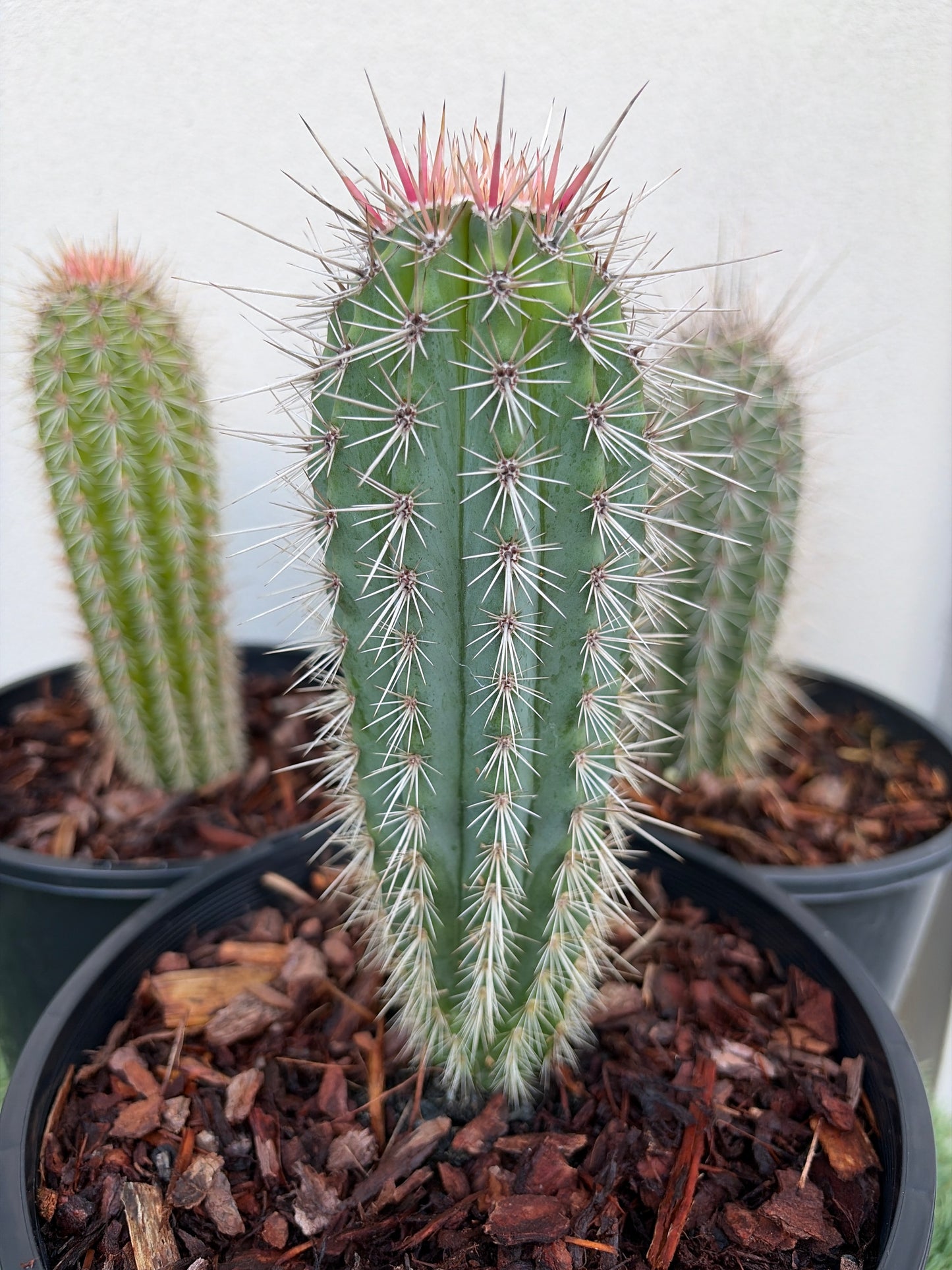 PACHYCEREUS Pringlei Cactus