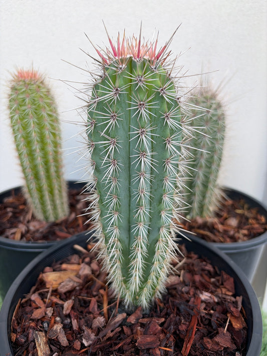 PACHYCEREUS Pringlei Cactus