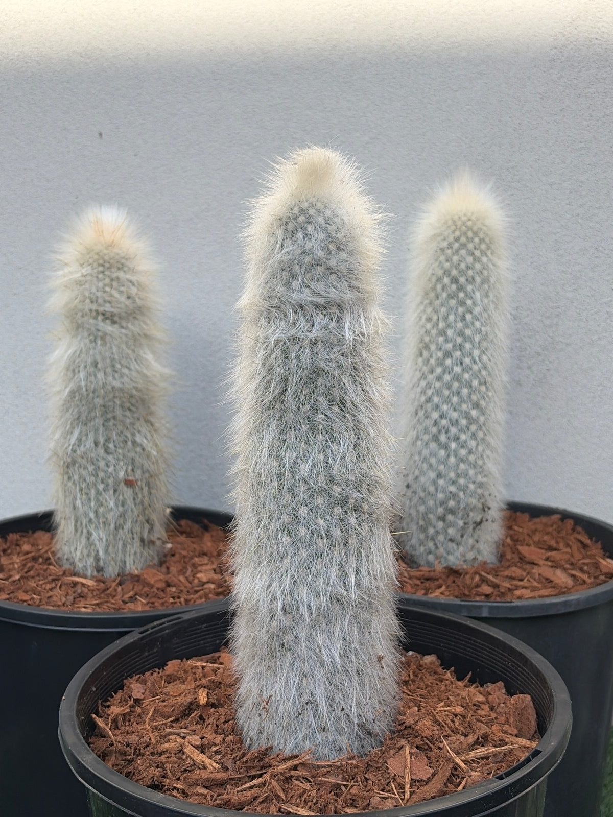 Silver Torch Cactus