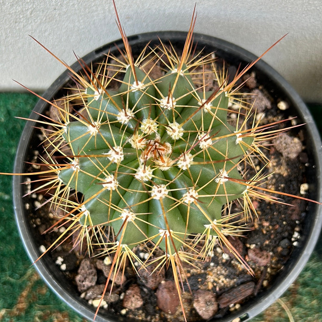 Melocactus Oreas
Longispinus