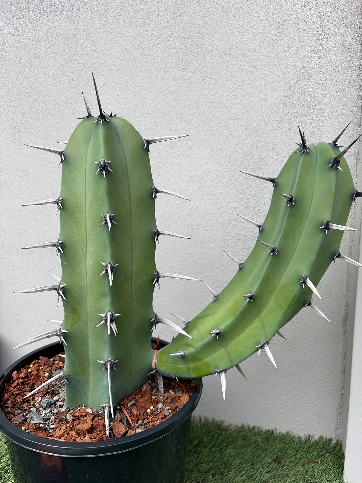 Myrtillocactus