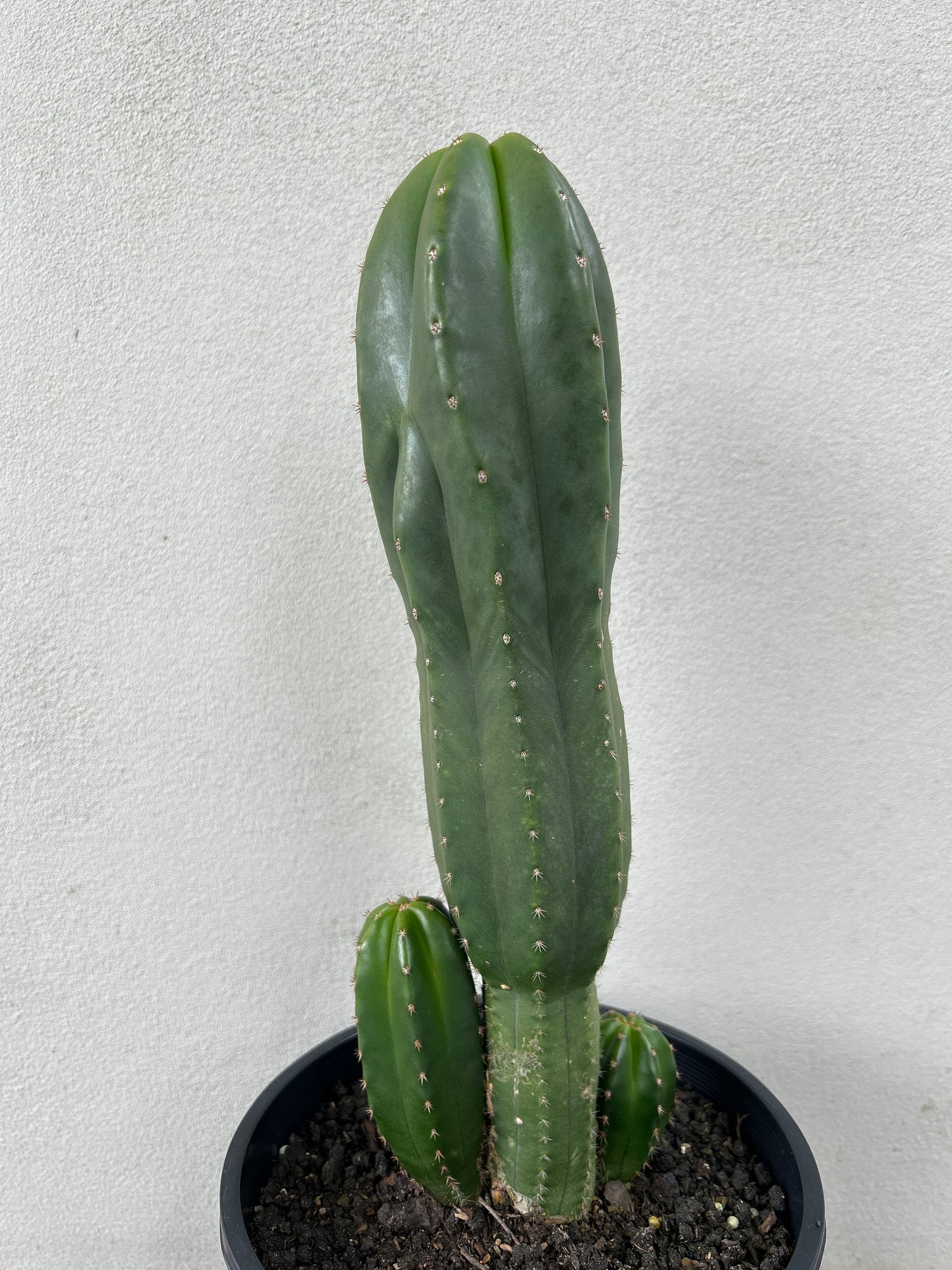 Echinopsis Scopulicola (Scop) Cactus Triple