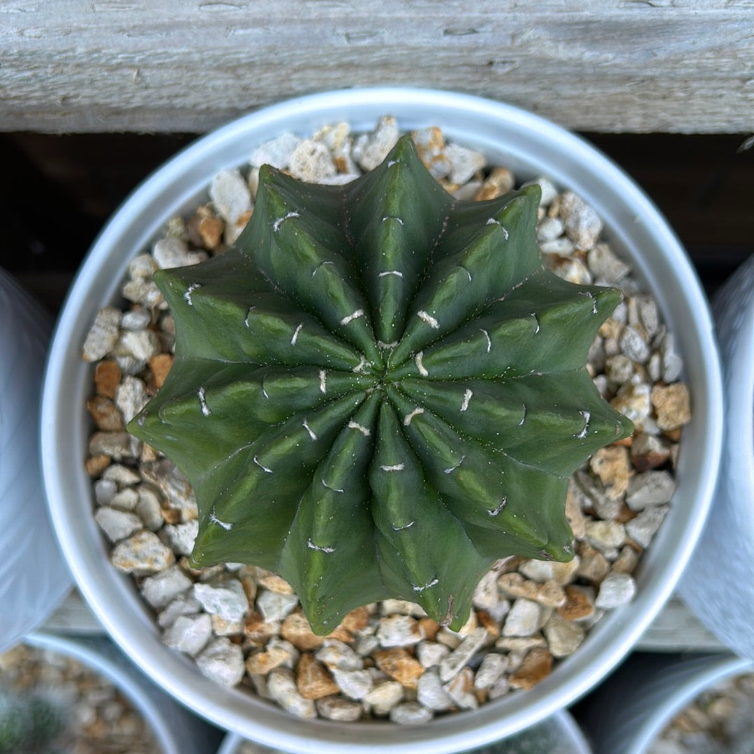 Echinopsis Denudata