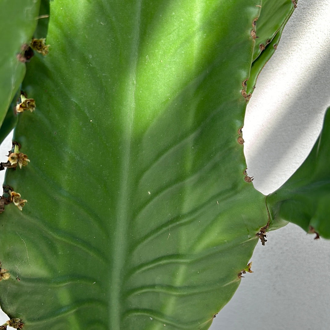 Euphorbia Ingen Cactus