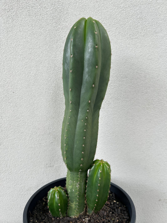 Echinopsis Scopulicola (Scop) Cactus Triple