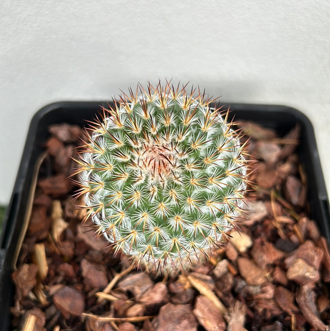 Mamillaria Cactus