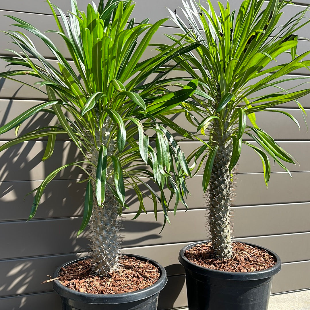 Madagascar Palm - Large