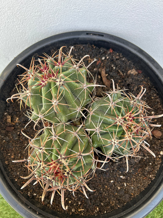 Ferocactus Latispinus Cluster