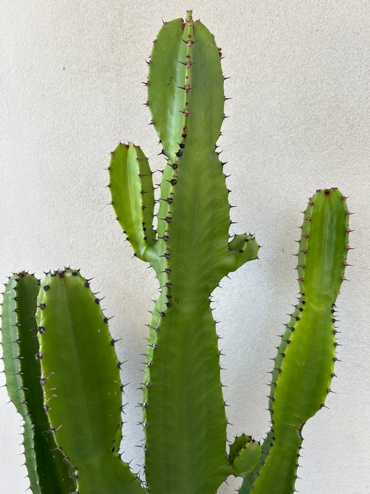 Euphorbia cowboy