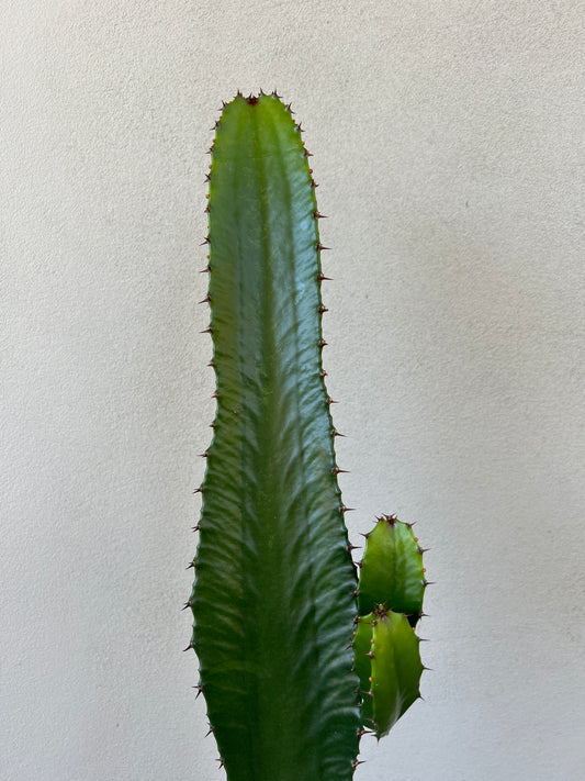 Euphorbia cowboy