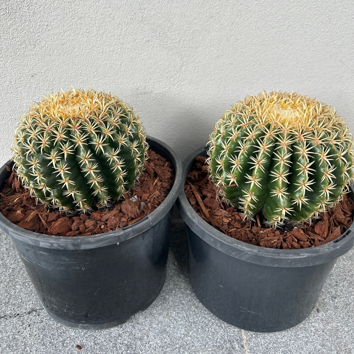 Echinocactus Brevispinus (Short spine barrel)