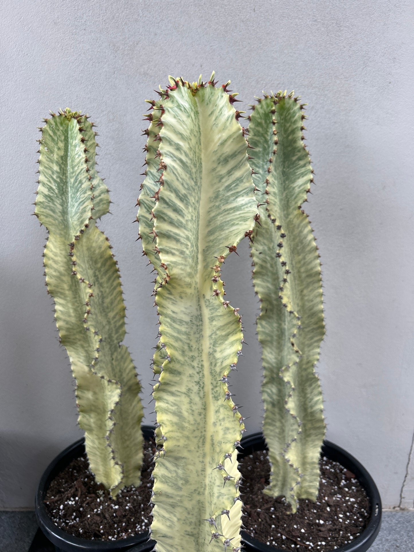 Euphorbia Ammak