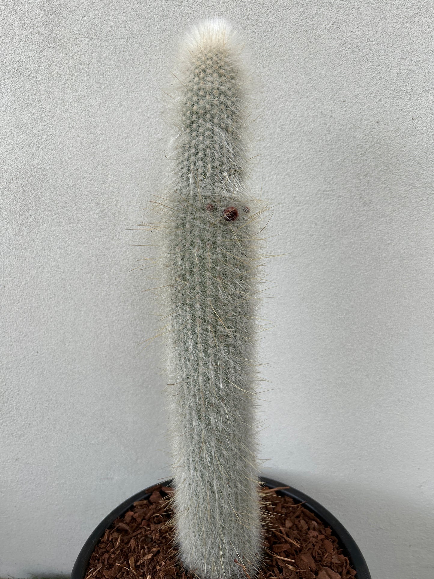 Silver Torch Cactus