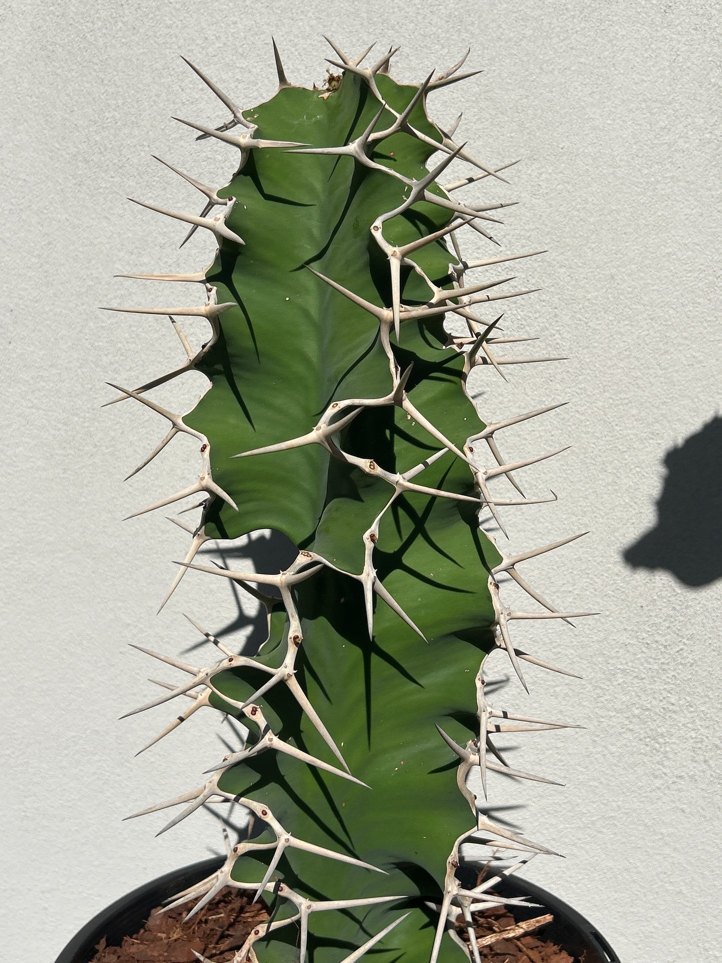 Cowhorn - Euphorbia grandicornis