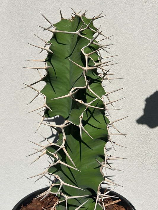 Cowhorn - Euphorbia grandicornis