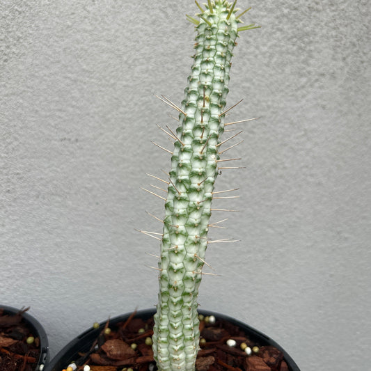 Corn Cob Cactus
