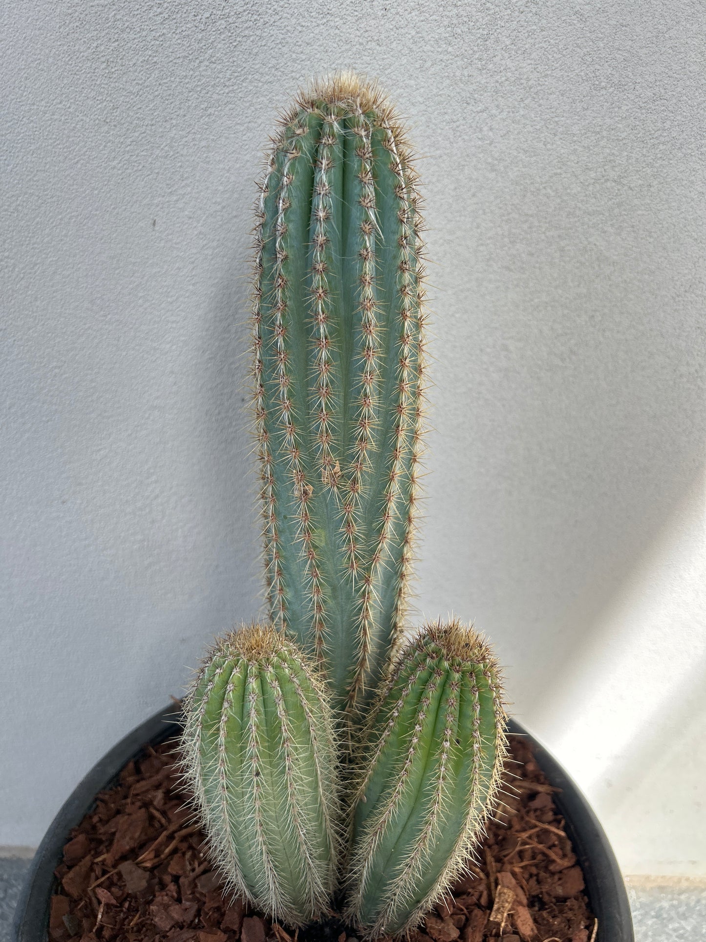 Pilosocereus Blue Torch Cactus - Multi