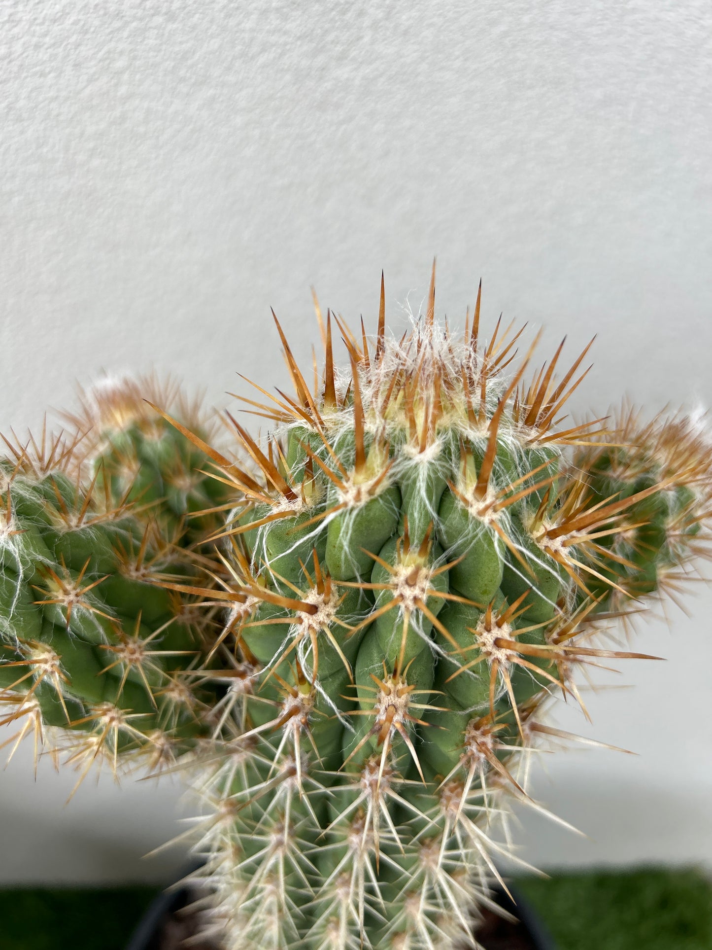 Pilocereus gounellei Cactus with 3 arms