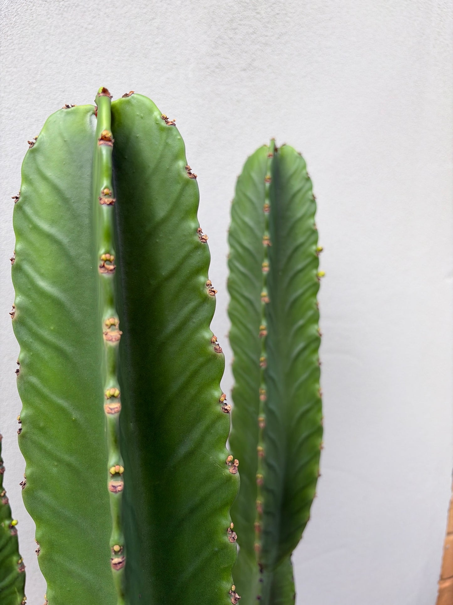 Euphorbia Ingen Cactus