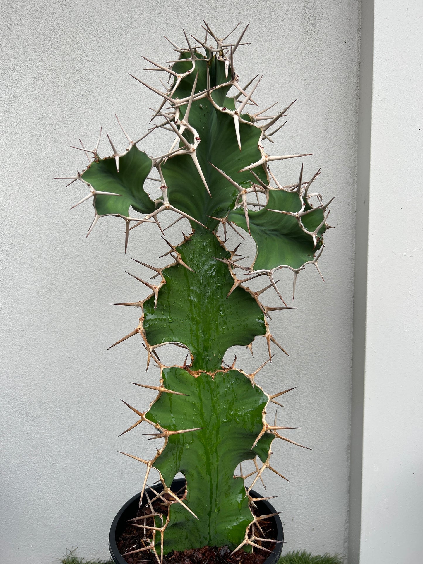 Cowhorn Cactus 5