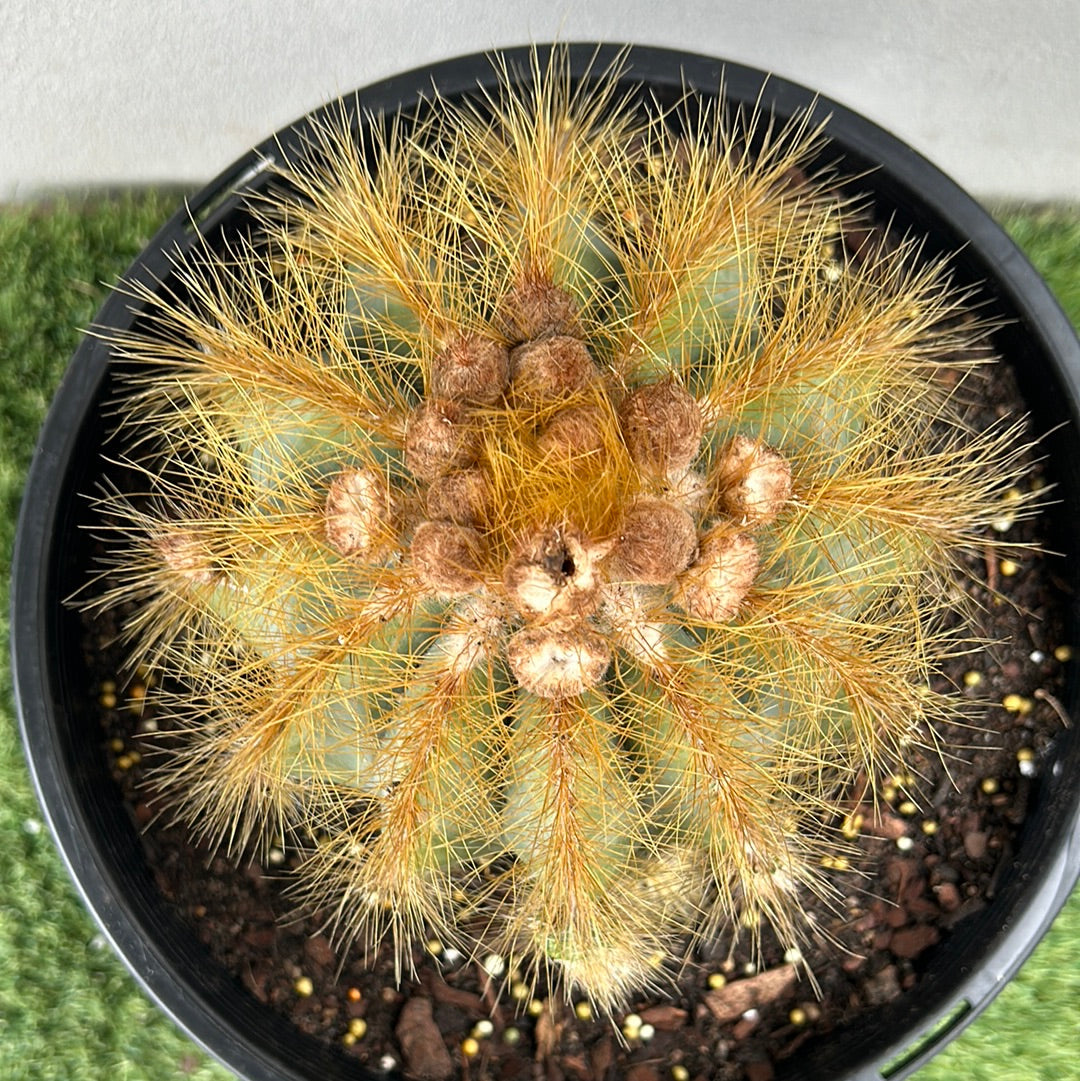 Parodia Magnificus