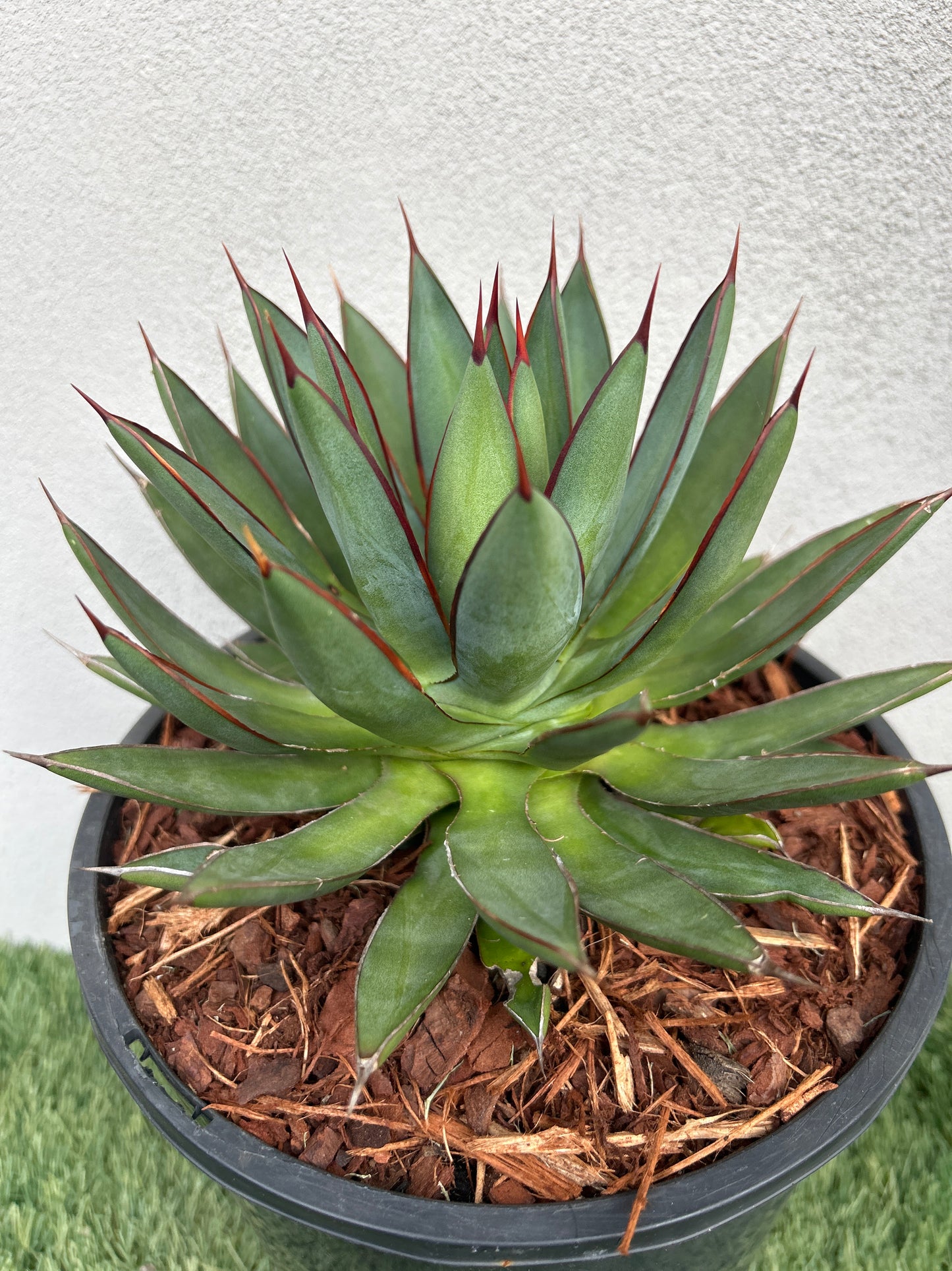 Blue Glow Agave