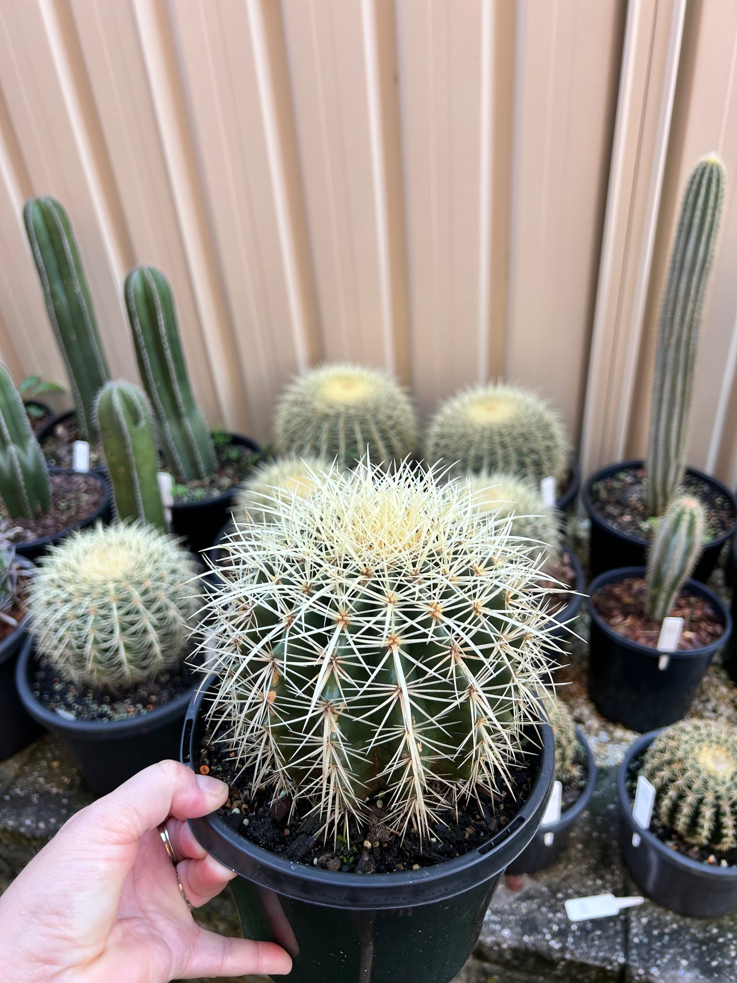 Golden Barrel Cactus - Small