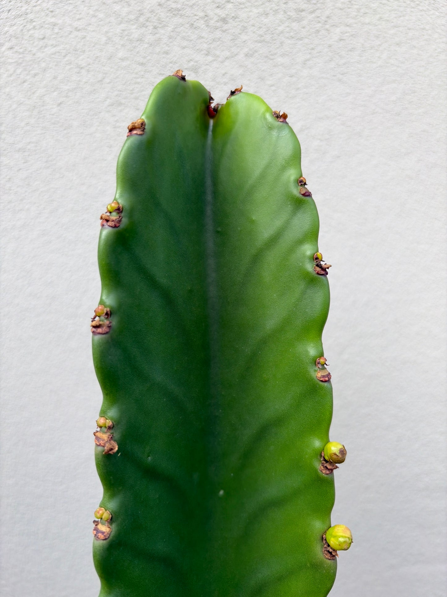 Euphorbia Ingen Cactus