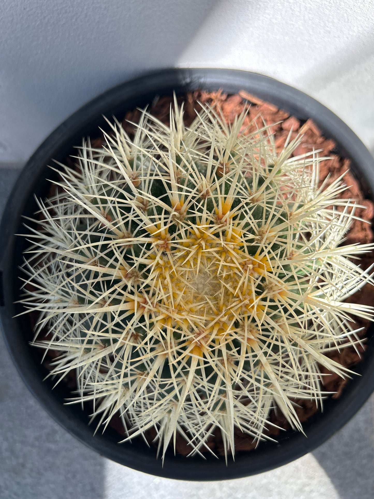 Golden Barrel cactus - Medium